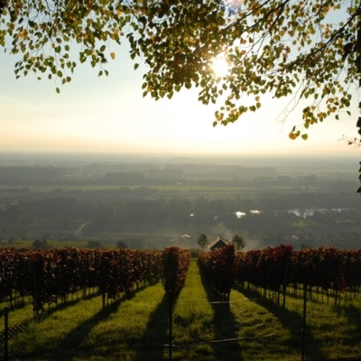 Cabernet Mitos Jaeher Eckweg